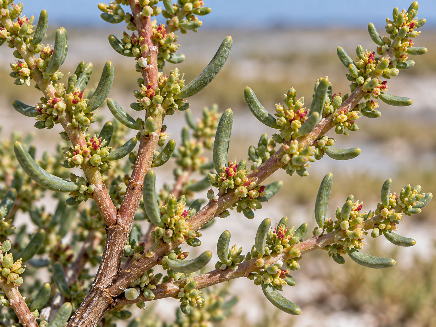 معرفی و نگهداری سوئدا فروتیکوسا (Shrubby Seablite)